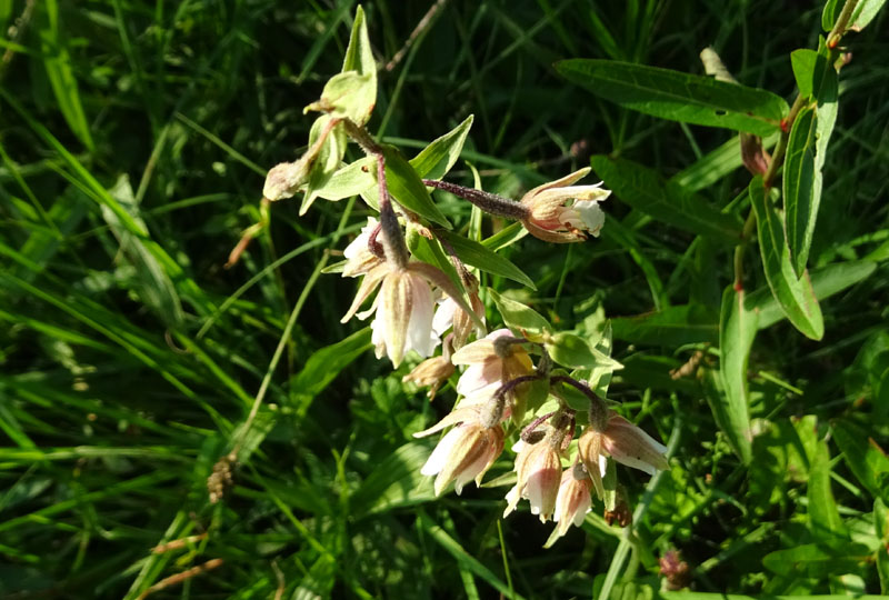 Epipactis palustris